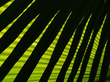 palm leaf of tree in sunlight with shadow