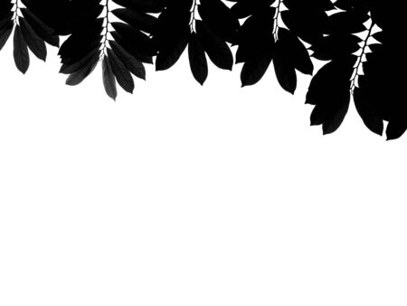 silhouette leaf treeの写真素材