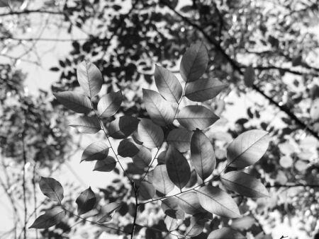 Blooming spring garden,black and white leaf with sunlight