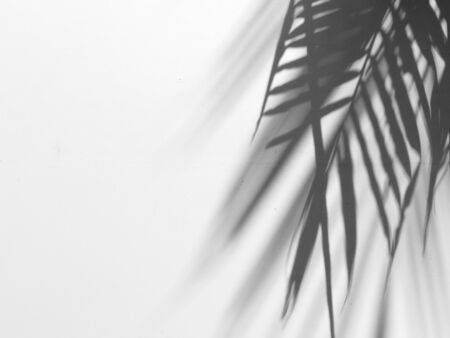 palm leaf shadow on white canvasの写真素材