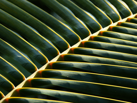 closeup palm leaf texture patternの写真素材