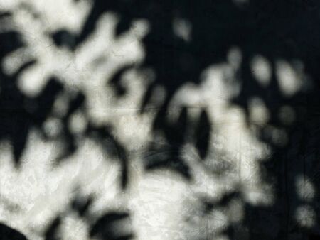 leaf tree shadow on cement wall