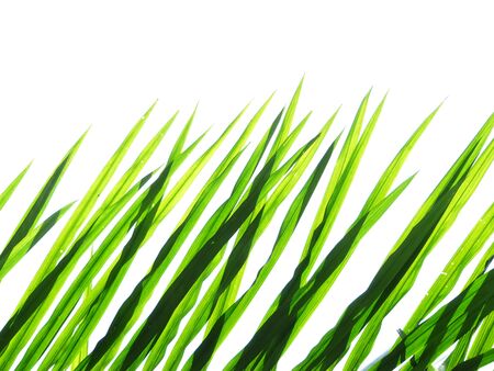 green palm leaf on white backgroundの写真素材