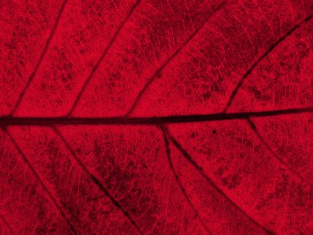 red leaf texture backgroundの写真素材