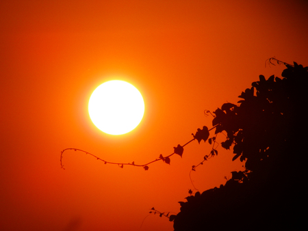 Silhouette sunset in nature with treeの写真素材