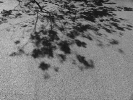 tree shadow on asphalt roadの写真素材