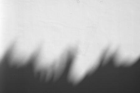 shadow of the leaves on a white wall