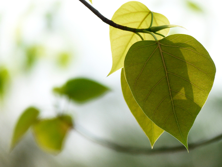 Bodhi or Peepal Leaf from the Bodhi tree with sunlightの写真素材