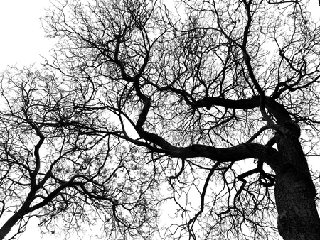 Silhouette dry branch treeの写真素材