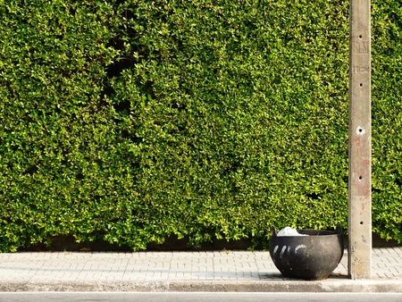 green leaf bush wall with footpath