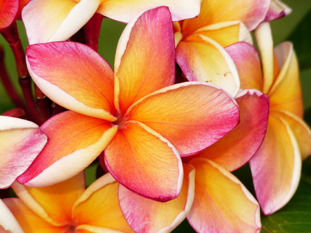 closeup plumeria flower in gardenの写真素材