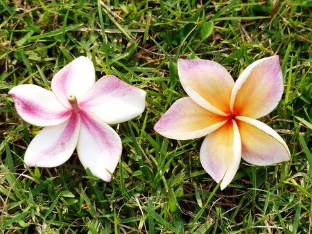 plumeria flower on grass in gardenの写真素材