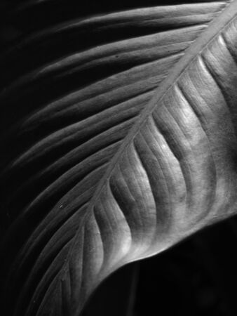 black and white leaf with light and shadow
