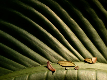 leaf texture with light and shadowの写真素材