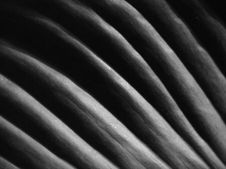 black and white leaf with light and shadowの写真素材