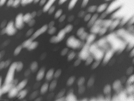 shadow of the leaves on a white wall