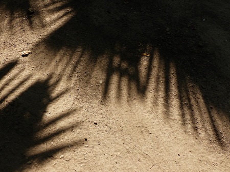 Red Dirt Road texture with shadow of palm leafの写真素材