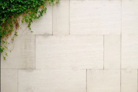 old tile wall with ivy plantの写真素材
