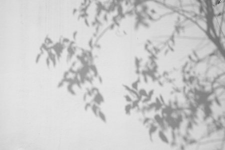 shadow of the leaves on a white wallの写真素材