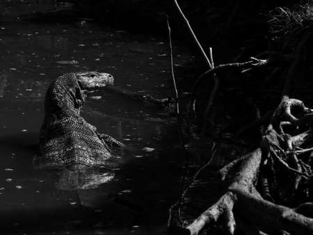 water monitor (Varanus salvator) black and white tone with light and shadowの写真素材