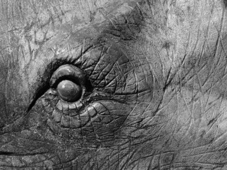 black and white elephant statue closeupの写真素材