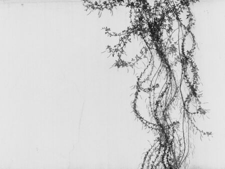 black and white ivy plant on white wallの写真素材