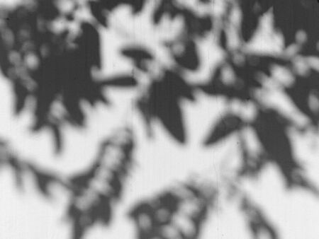 shadow of the leaves on a white wallの写真素材