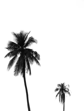 Coconut palm tree silhouetteの写真素材