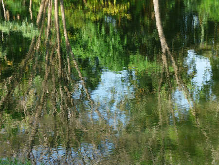 Trees reflection in water