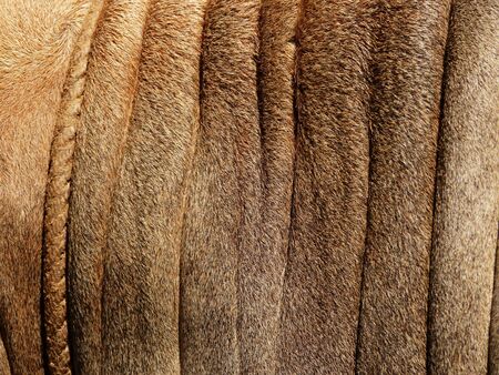 brown cow skin textureの写真素材