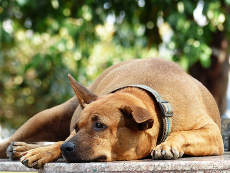 dog sleep on street floorの写真素材