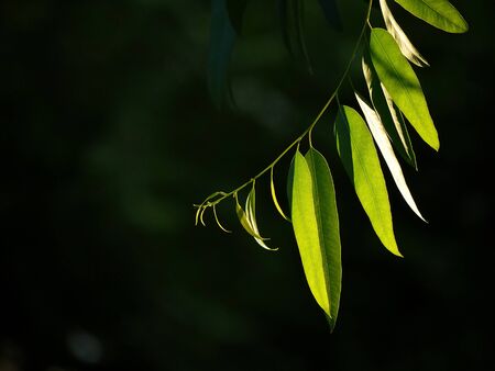 Eucalyptus leaf tree in nature