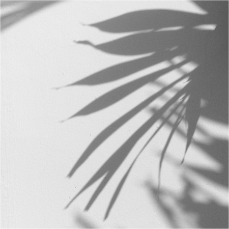 shadow of the leaves on a white wallの写真素材
