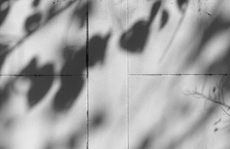 shadow of the leaves on a white wallの写真素材