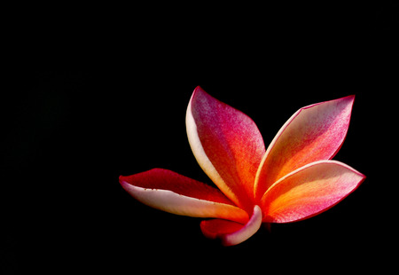 closeup plumeria flower on black backgroundの写真素材