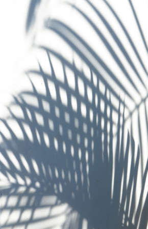 shadow of palm leaf on white wallの写真素材