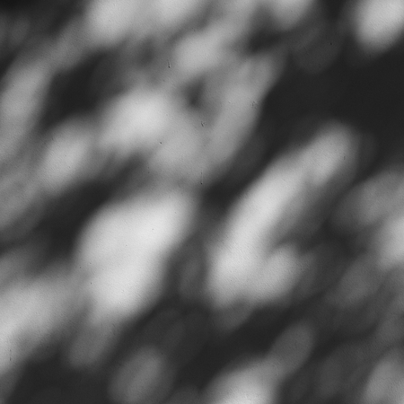 shadow of the leaves on a white wallの写真素材