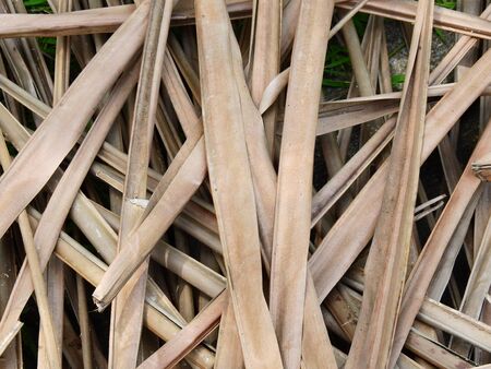 pile of dry palm leafの写真素材