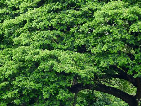 green tree branch in natureの写真素材