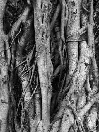 black and white banyan root treeの写真素材