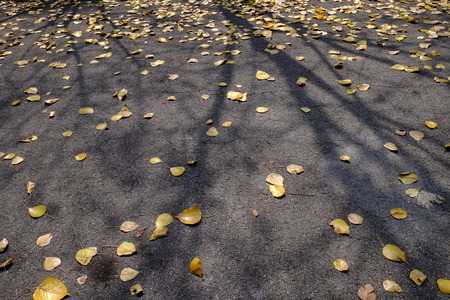 autumn leaf on asphalt road with tree shadow