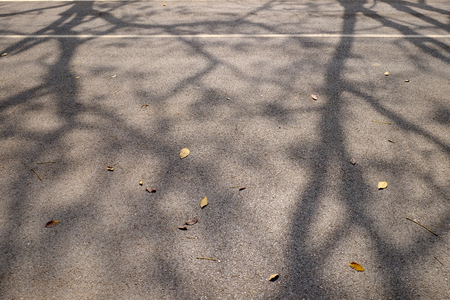tree shadow on asphalt roadの写真素材
