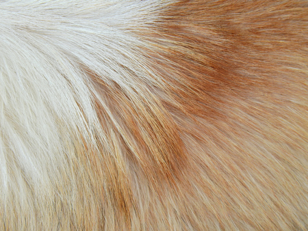 dog hair closeupの写真素材