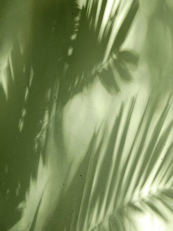 shadow of palm leaf on green wall texture background