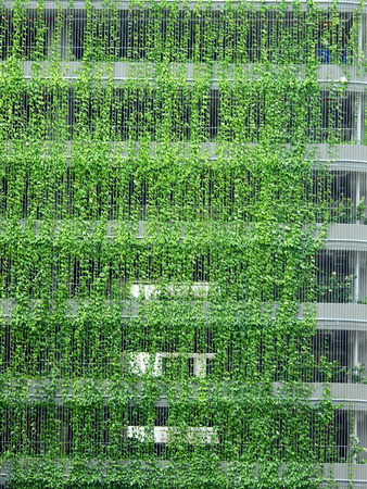 ivy plant cover in the buildingの写真素材