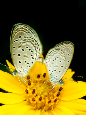 Two Lesser Grass Blue Butterfly Mating in Gardenの写真素材