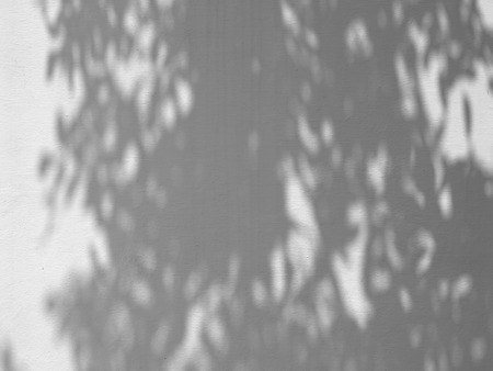 shadow of the leaves on a white wall