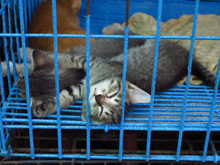Kitten in the cageの写真素材
