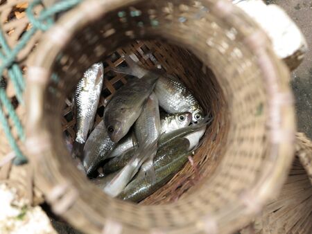fresh fish in Thailand antique fish basket closeupの写真素材
