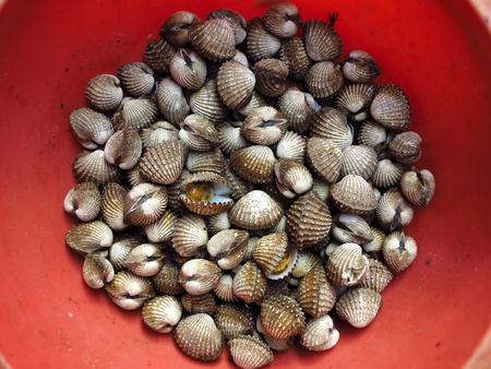 fresh cockle in the basin